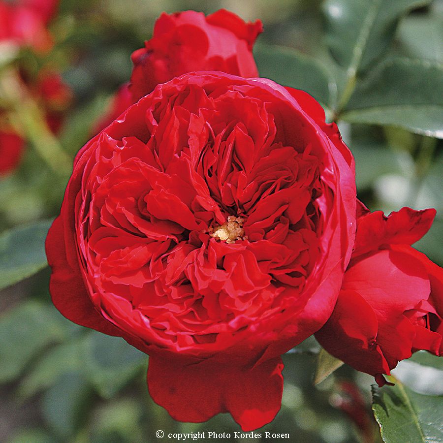 Florentina® – Image 2