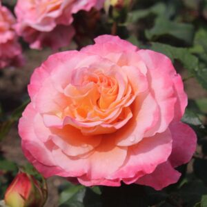 Fox trot®