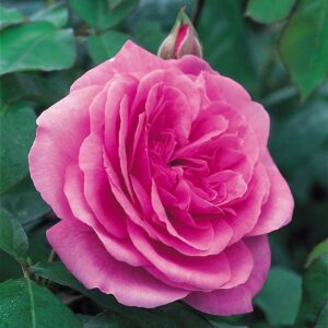 Gertrude Jekyll®