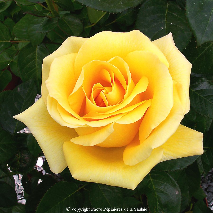 Glorius® – Image 2