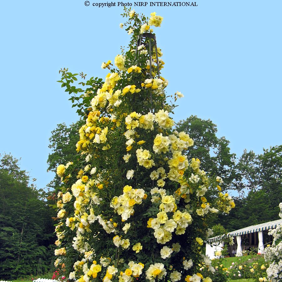 Golden Âge® – Image 2