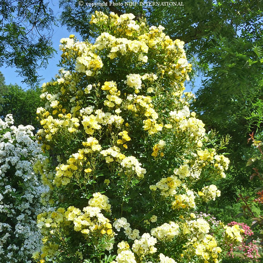 Golden Âge® – Image 3