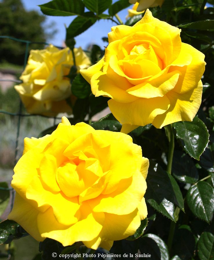 Golden Boy® – Image 2