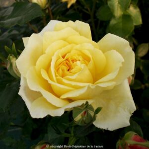 Golden delight
