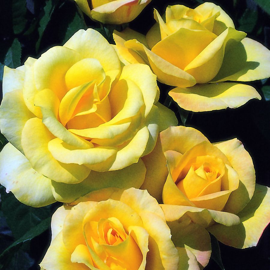 Gold Glow – Image 2