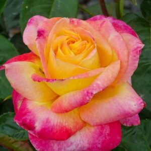 Grandes fleurs