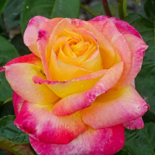 Grandes fleurs