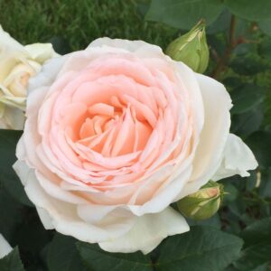 Gruaud Larose®
