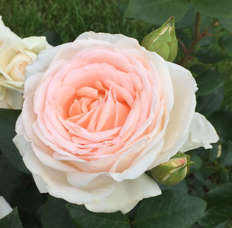 Gruaud Larose®