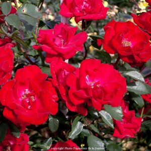 Guirlande Fleurie®