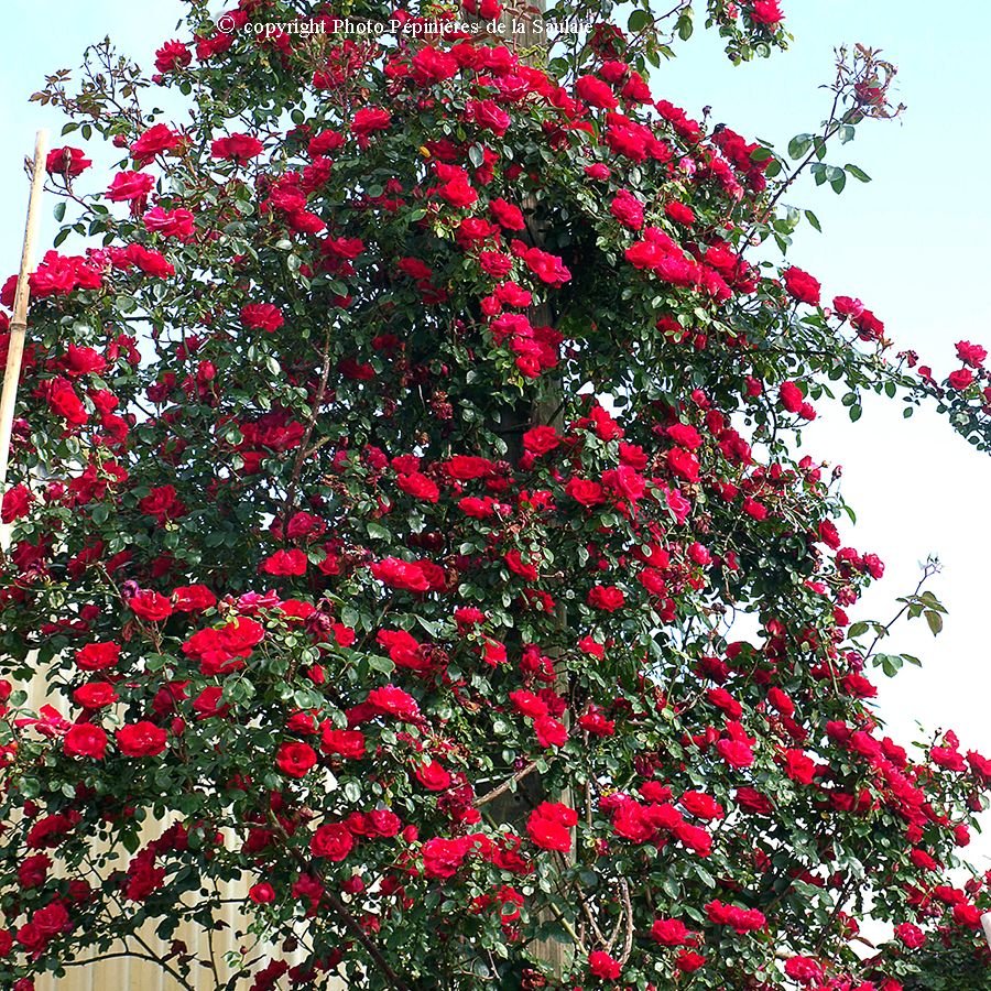 Guirlande Fleurie® – Image 2