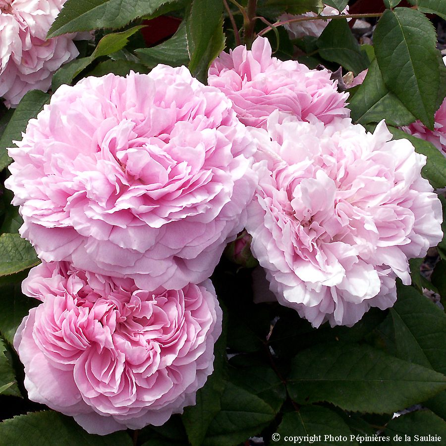 Rosiers anciens