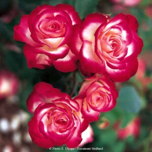 Jubilé du Prince de Monaco®