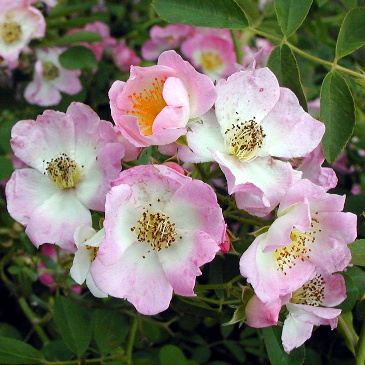 Kew Rambler