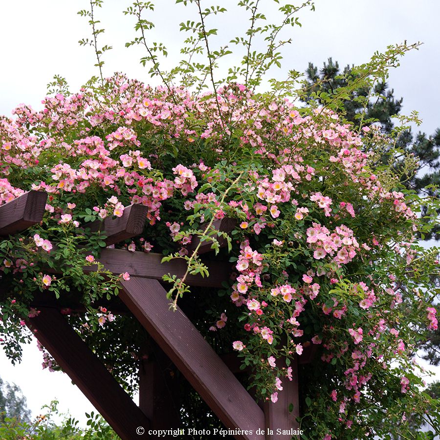Kew Rambler – Image 2