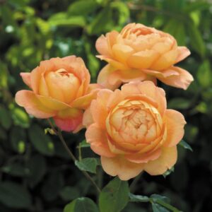 Lady of Shalott®