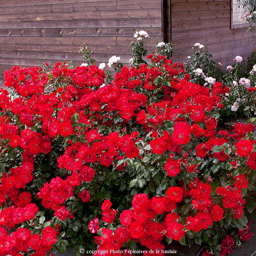La Sévillana® – Image 2