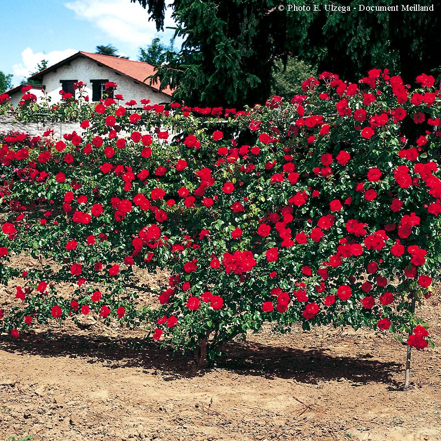 La Sévillana CL® – Image 2