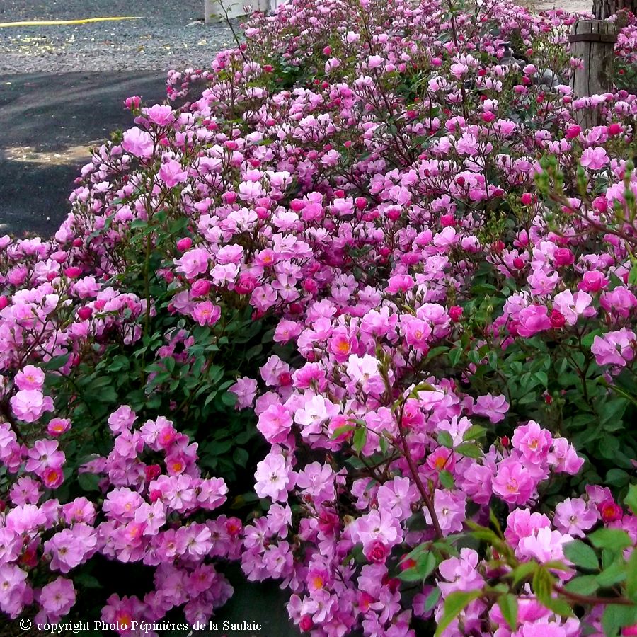 Lavander Dream® – Image 2