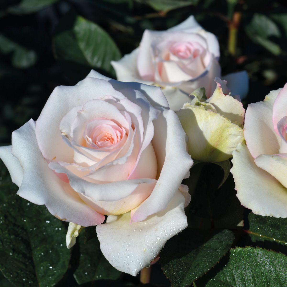 Voluptia Lovely White®