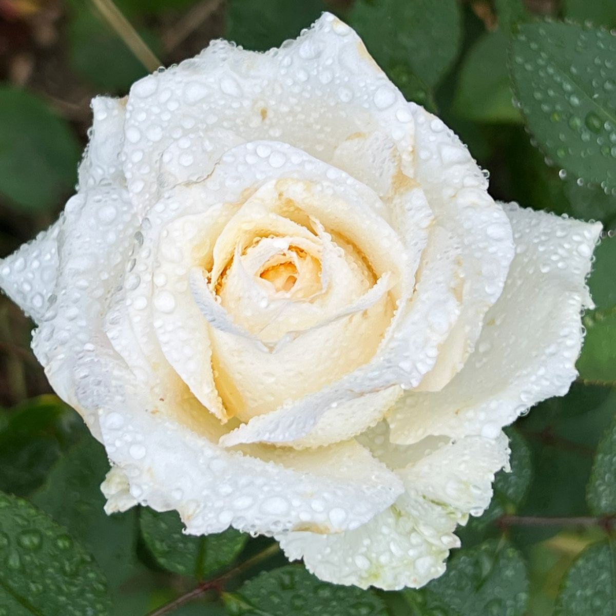 Voluptia Lovely White® – Image 2