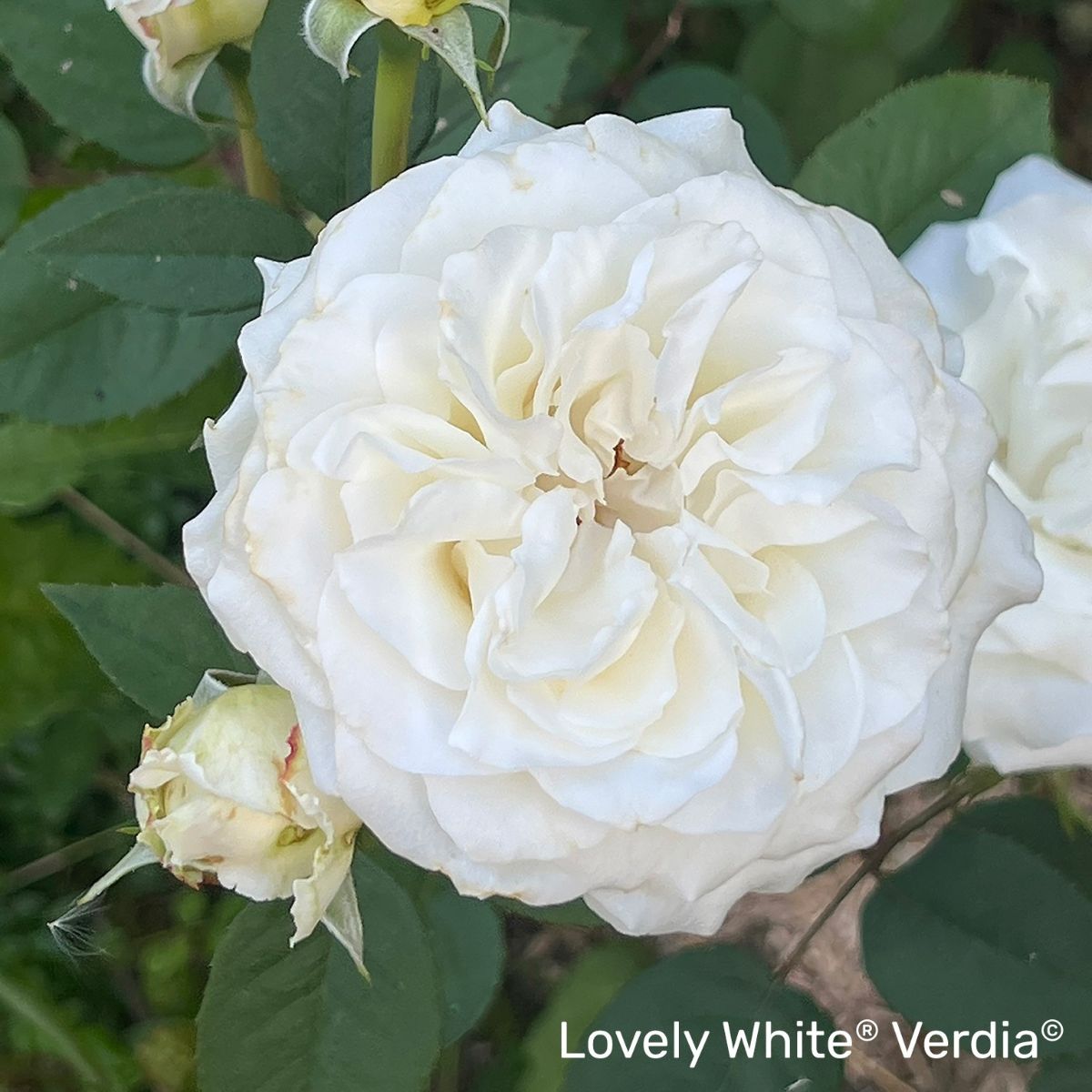 Voluptia Lovely White® – Image 3