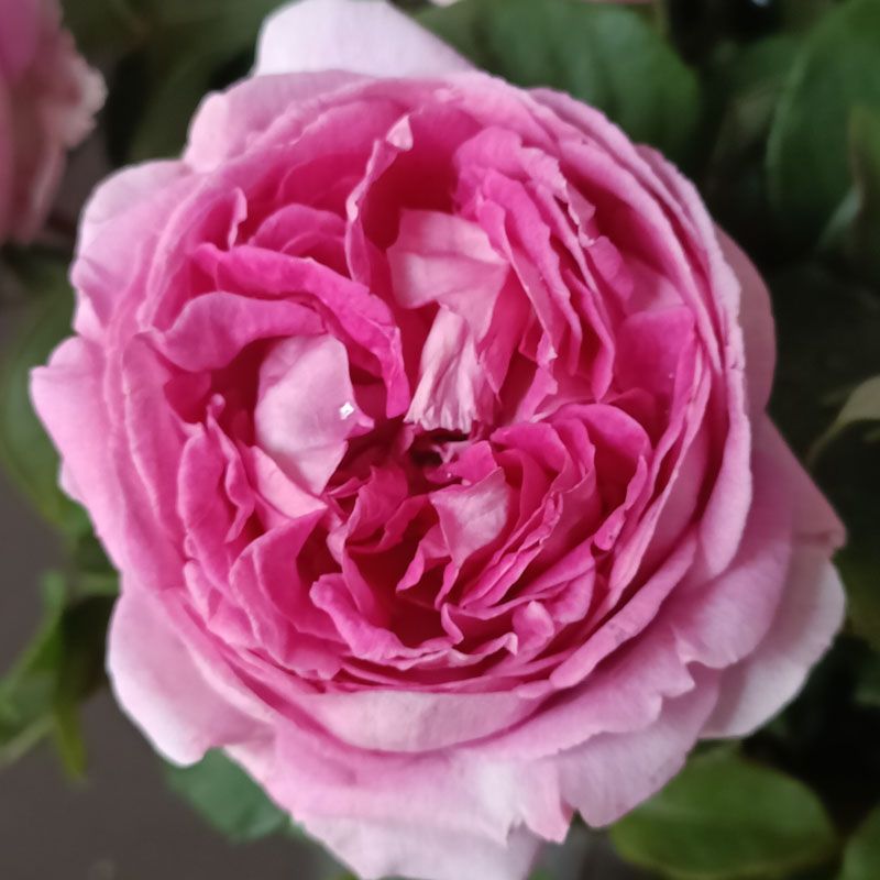 Mademoiselle Maria®