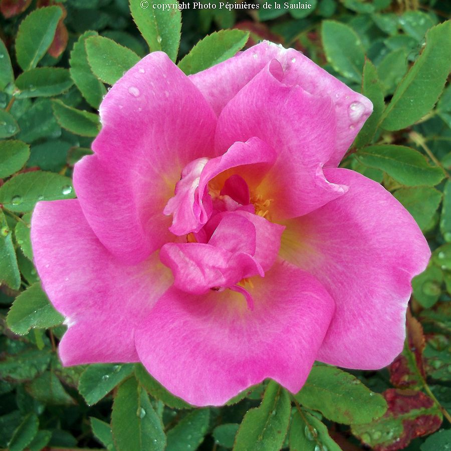 Marguerite Hilling