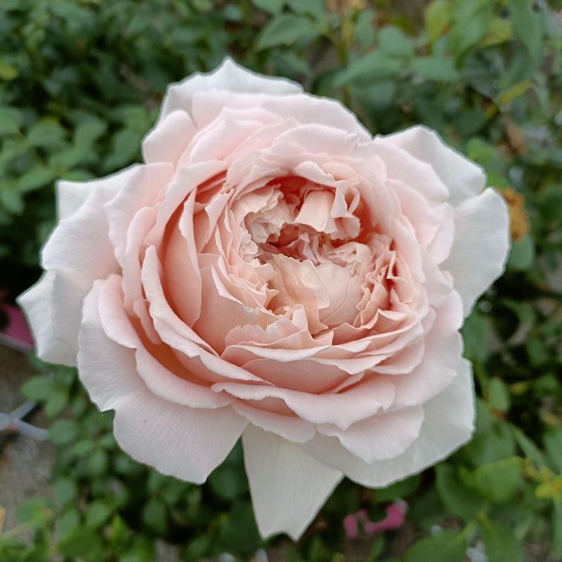 Miss Paris® – Image 2