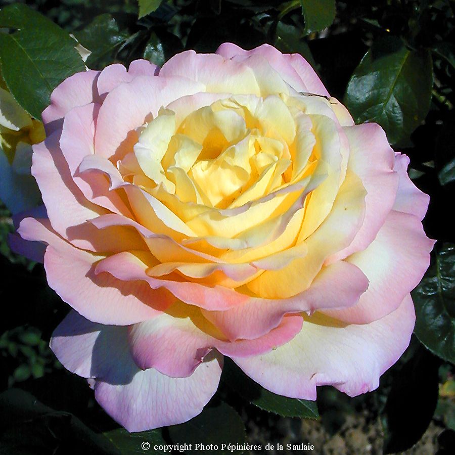 Mme A Meilland – Image 2
