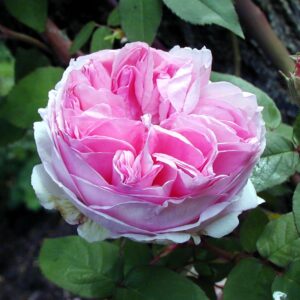 Mme Ernest Calvat