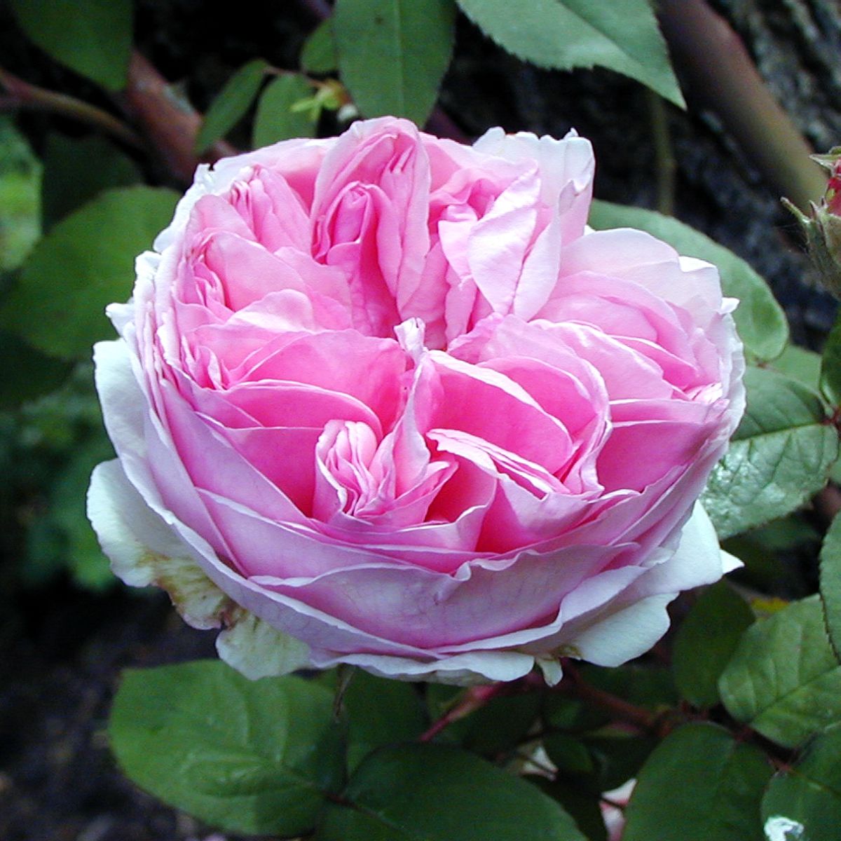 Mme Ernest Calvat