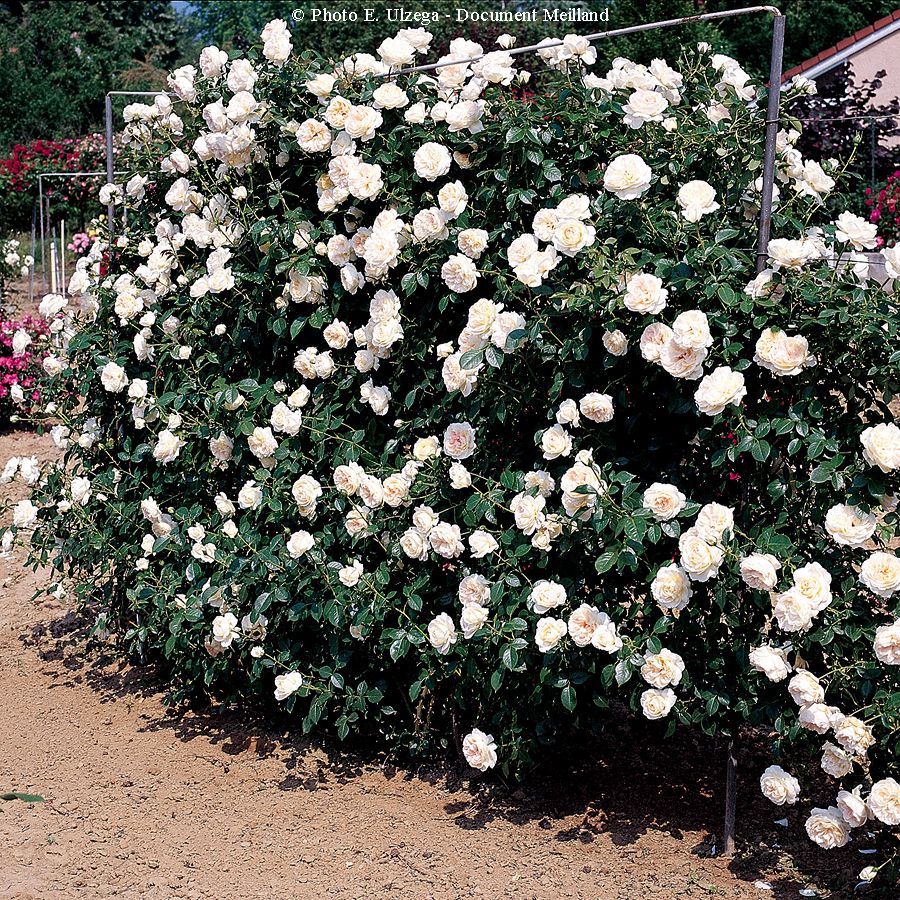 Mon jardin et ma maison® – Image 2