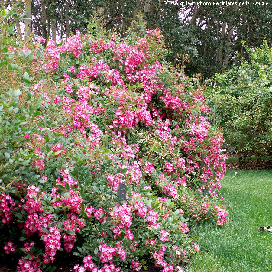 Mozart – Image 2