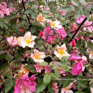 Mutabilis