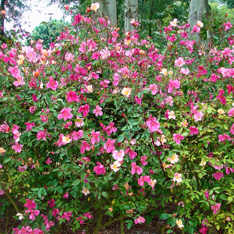 Mutabilis – Image 2