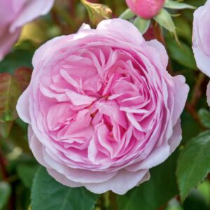 Olivia Rose®