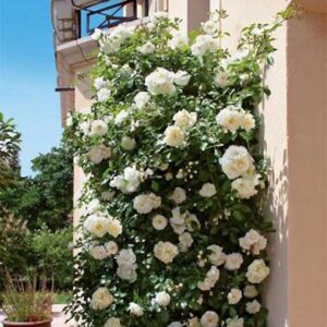 Opalia CL®