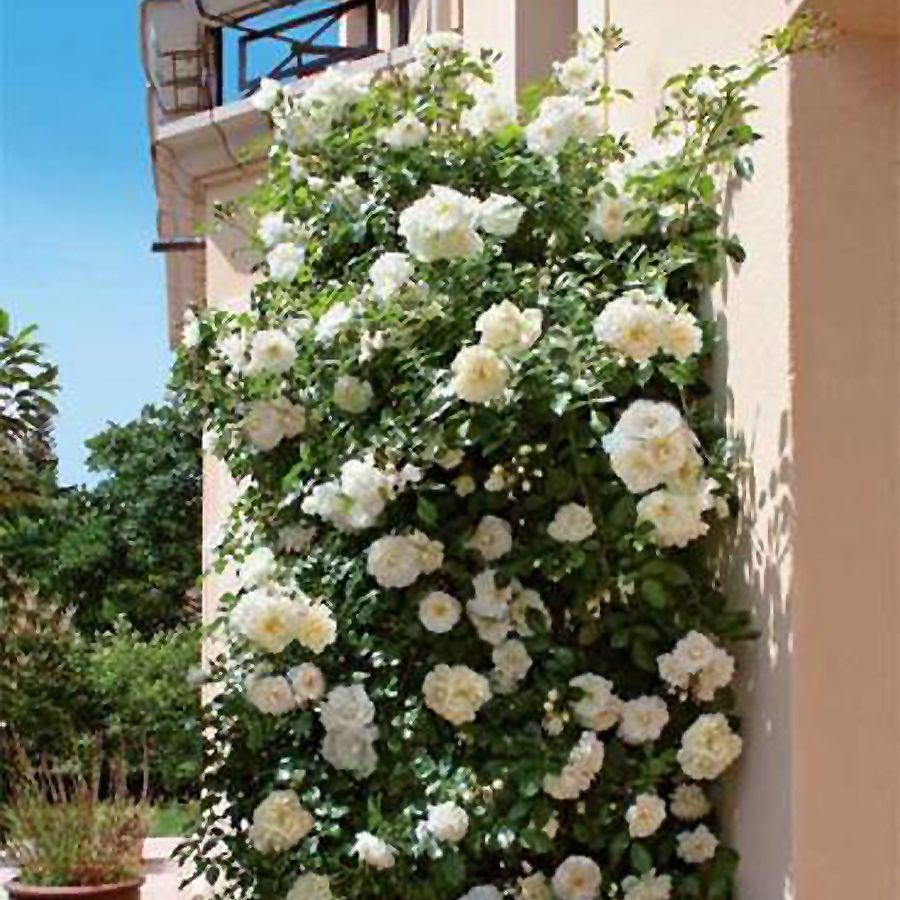 Opalia CL®