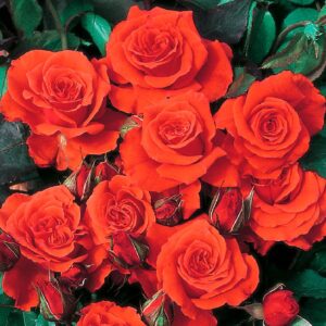 Orange sensation