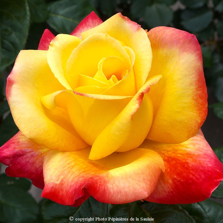 Oriental Peace® – Image 2