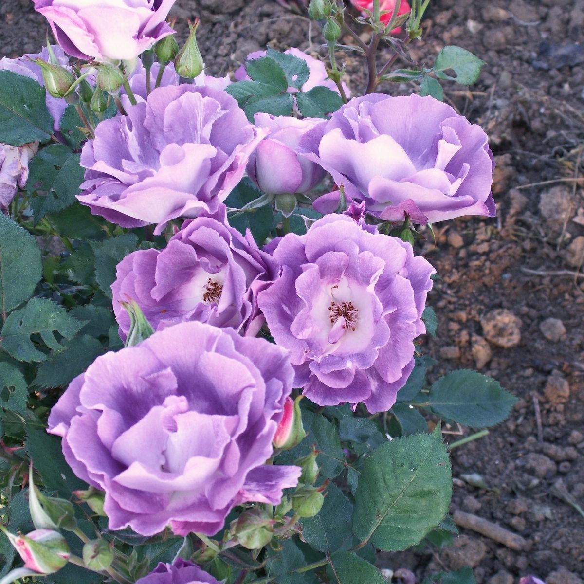 Pacific dream® – Image 3