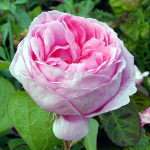 Rose à parfum de Grasse