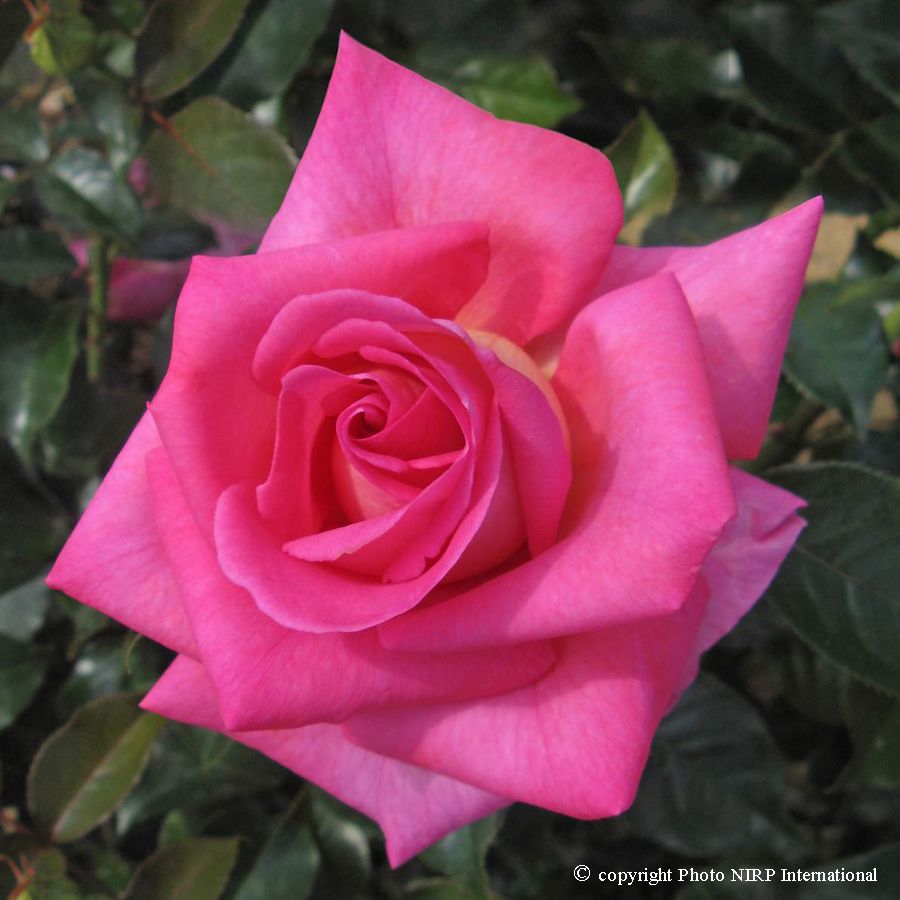 Parfum Royal® – Image 2