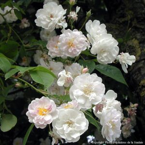 Paul'Himalayan Musk