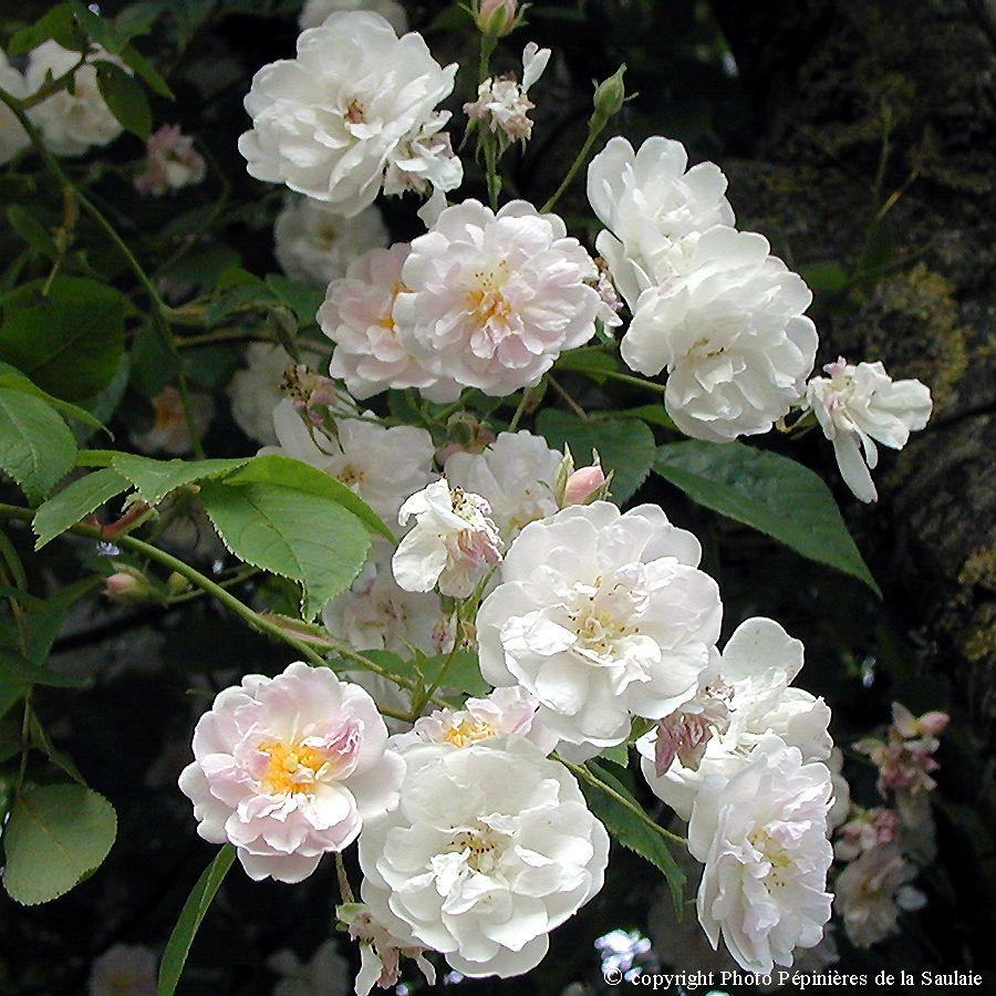 Paul'Himalayan Musk