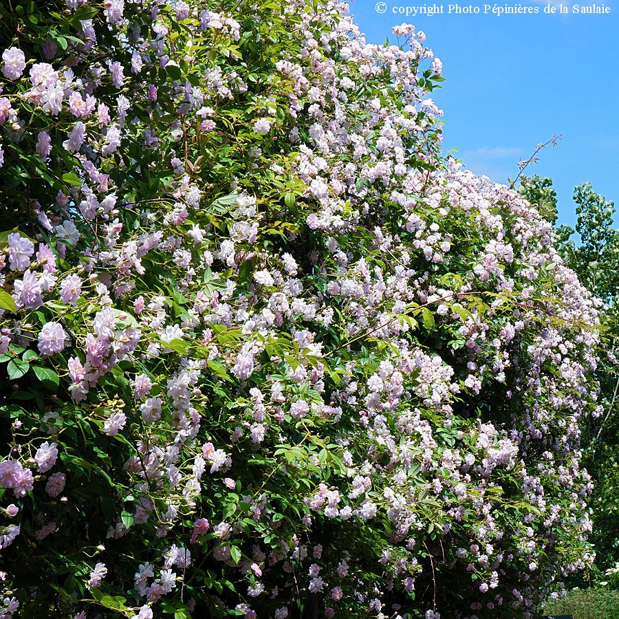 Paul'Himalayan Musk – Image 2