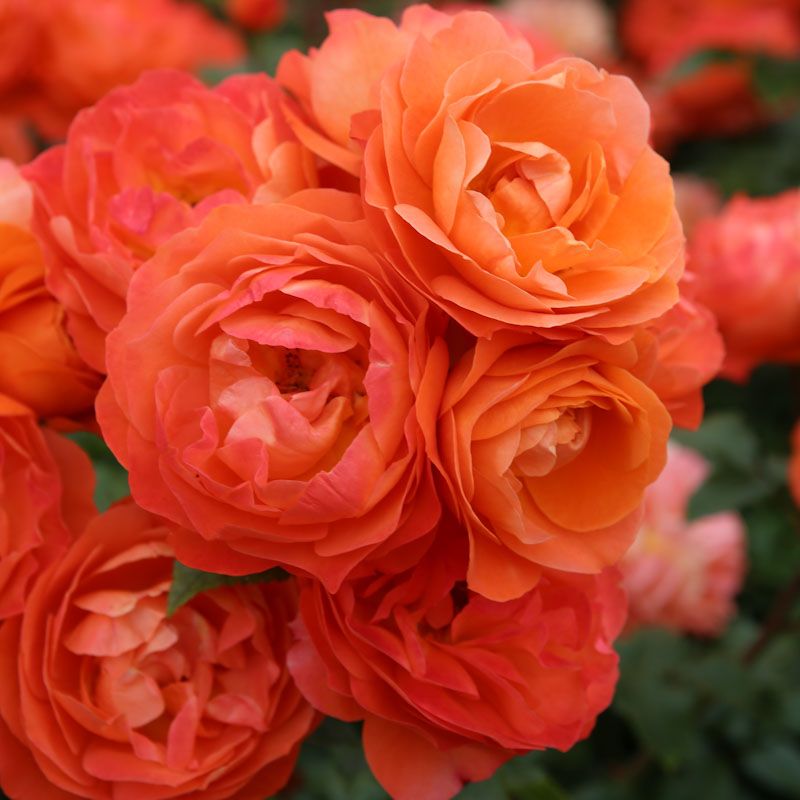 Phoenix® – Image 2