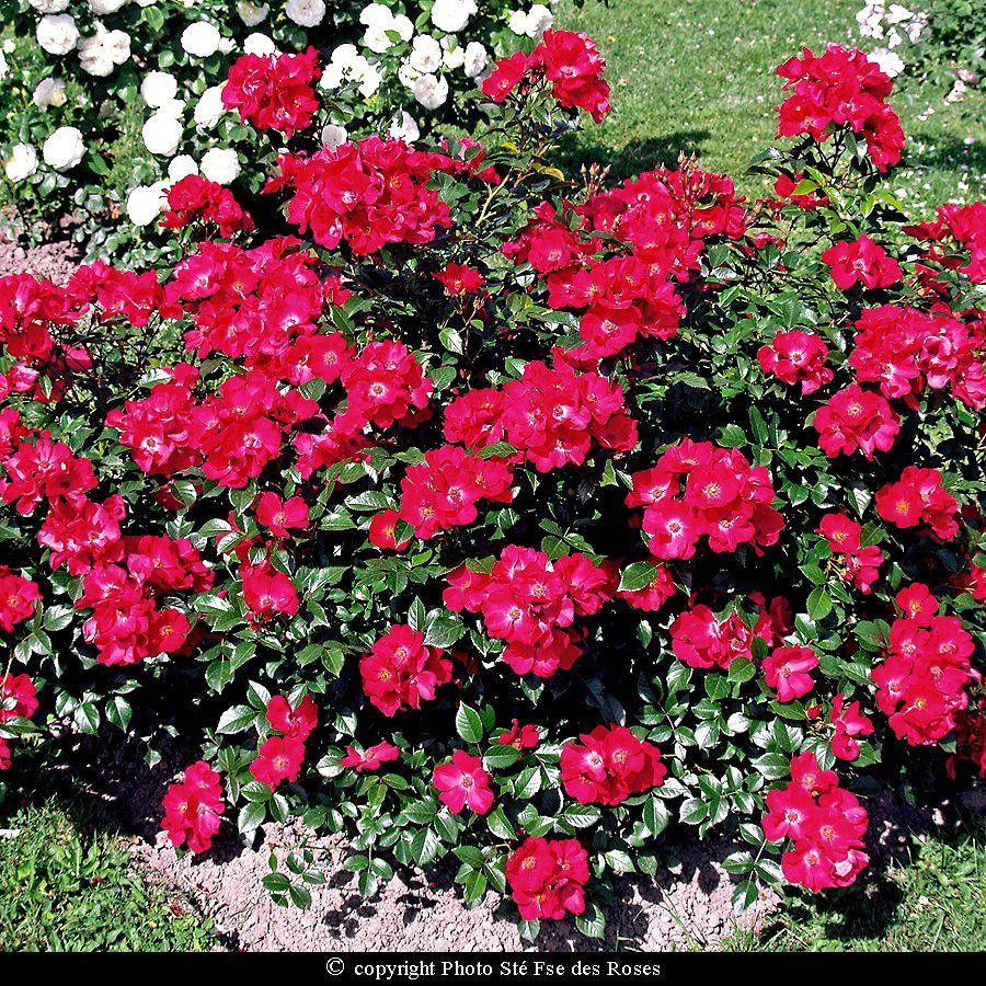 Pink Flash® – Image 2