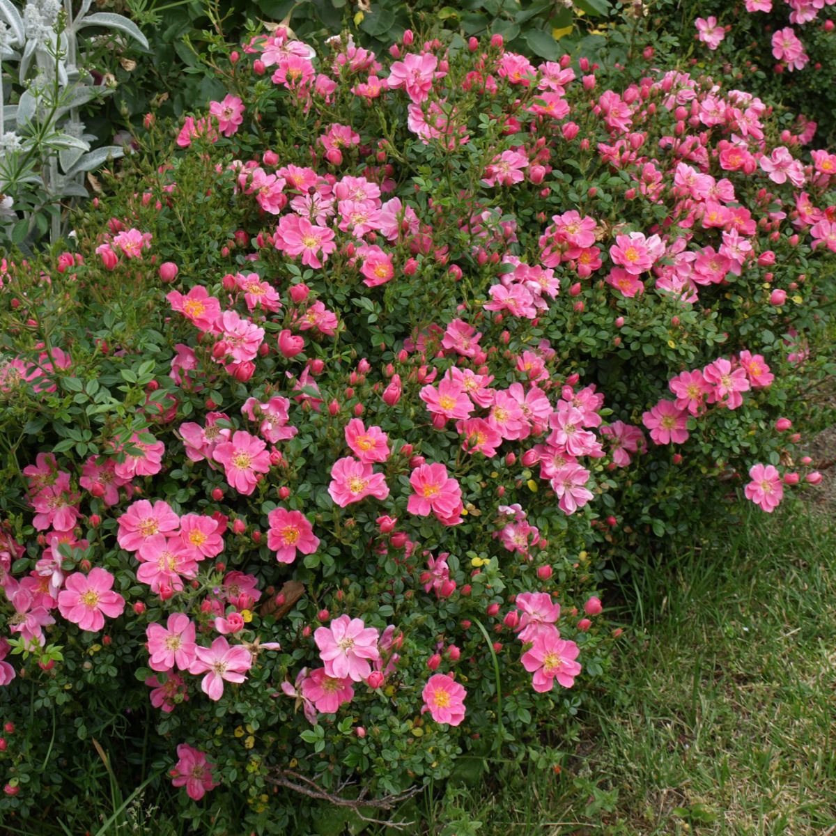 Pink pin's® – Image 2